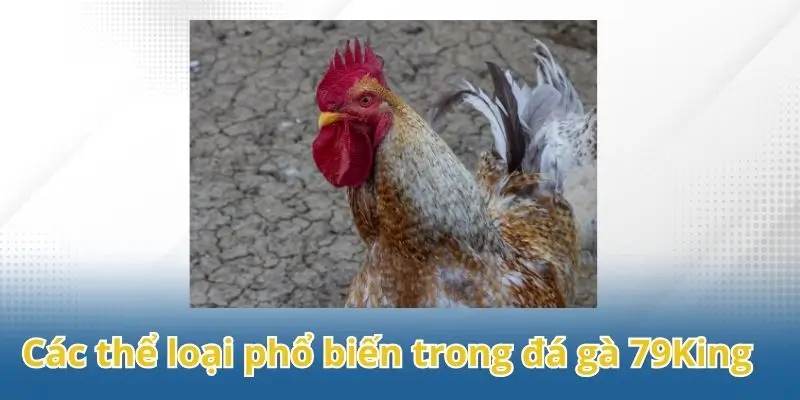 Các thể loại phổ biến nhất trong sảnh đá gà 79King.