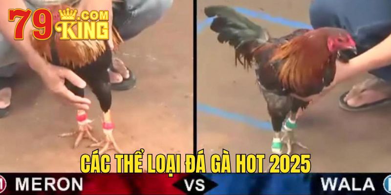 Các thể loại đá gà hot 2025.
