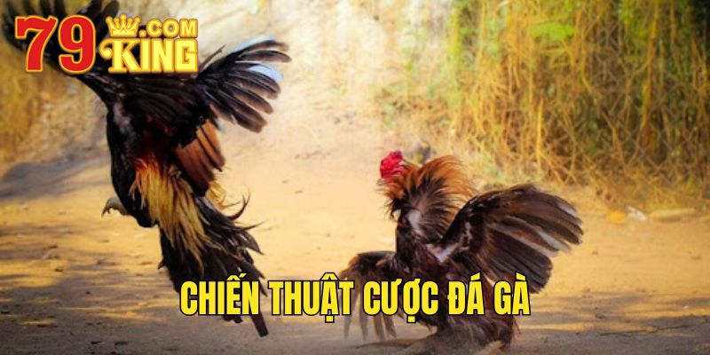 Chiến thuật cược đá gà.