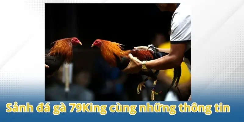 Sảnh đá gà 79King cùng những thông tin không thể bỏ lỡ.