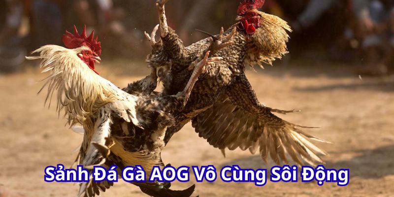 Sảnh đá gà AOG vô cùng sôi động.