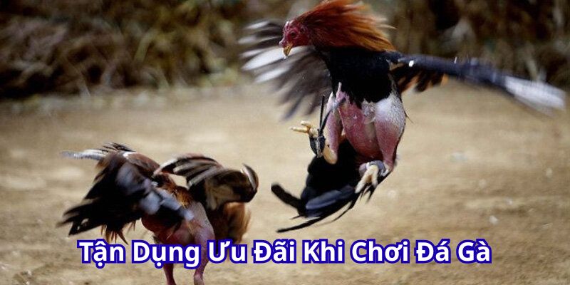 Tận dụng ưu đãi khi chơi đá gà.