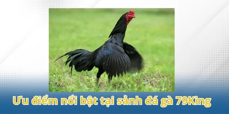 Đánh giá các ưu điểm nổi bật tại sảnh đá gà 79King.